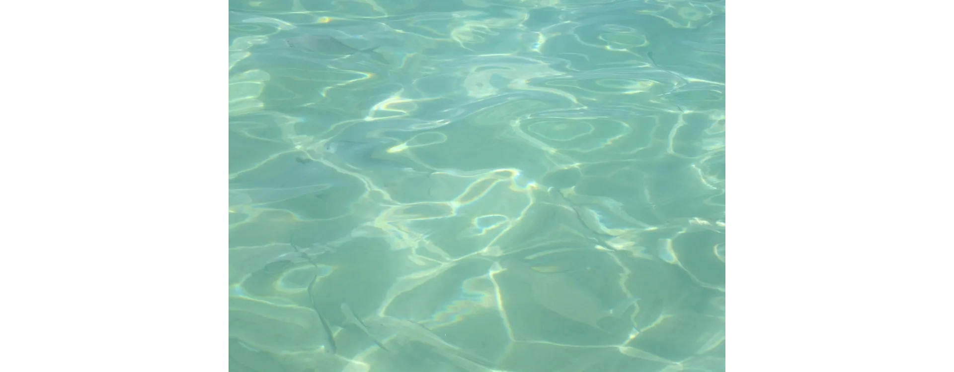 Cómo eliminar las algas en la piscina