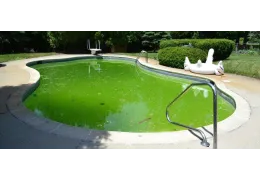 ¿Por qué el agua de la piscina está verde?